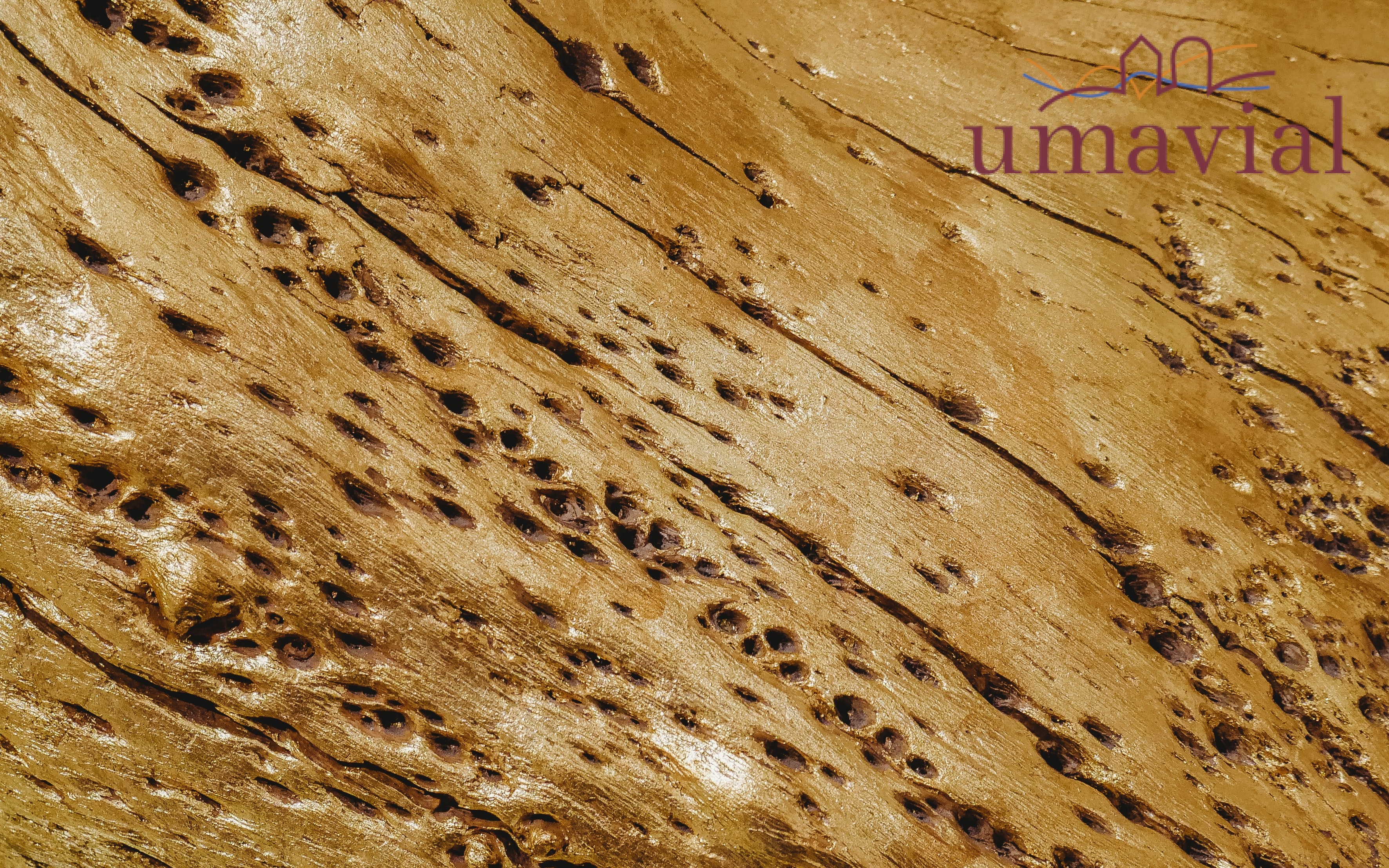 termita madera